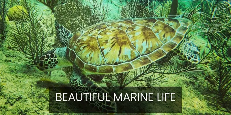 Tortue marine nageant au milieu de coraux et d'algues tropicales