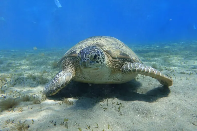 Tortue marine nageant paisiblement sur un fond sablonneux et herbeux