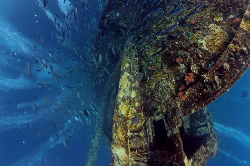 Epave colonisée par la vie marine et entourée de poissons