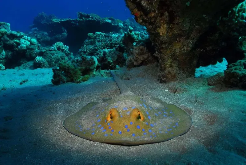 Raie bleue reposant sur le sable au milieu d'un récif corallien