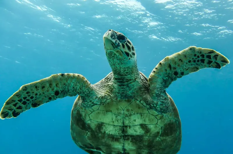 Tortue marine nageant paisiblement dans une eau bleue et claire