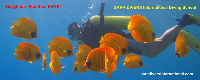 Plongeur entouré de poissons papillons orange dans la mer Rouge