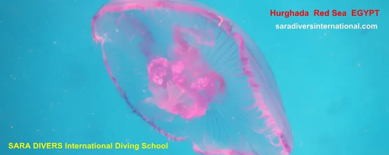 Méduse rose translucide nageant dans l'eau turquoise de la mer Rouge