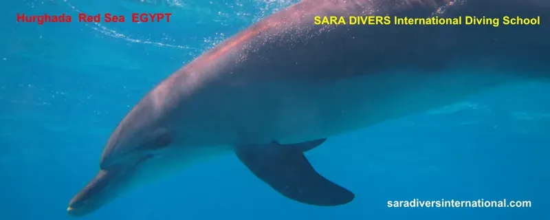 Dauphin nageant dans les eaux turquoise de la mer Rouge en Égypte