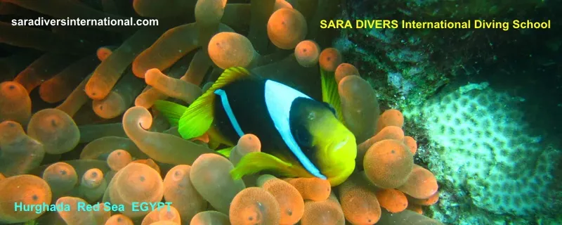 Poisson clown abrité dans une anémone de mer en Égypte