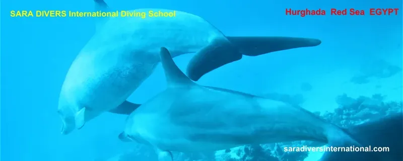 Trois dauphins nagent ensemble dans les eaux bleues de la mer Rouge