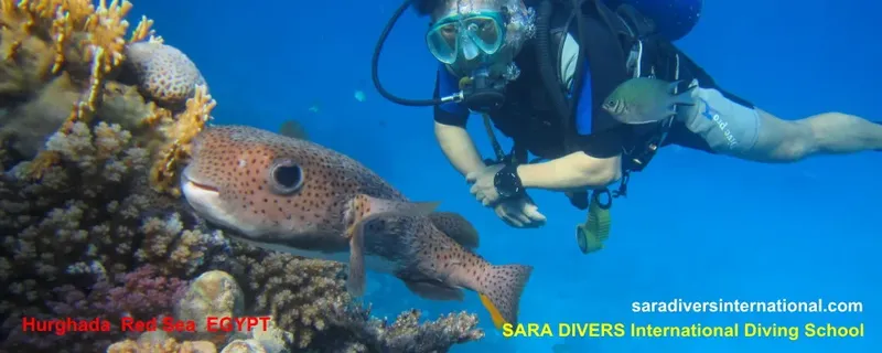 Plongeur et poisson mérou près d'un récifal corallien en mer Rouge