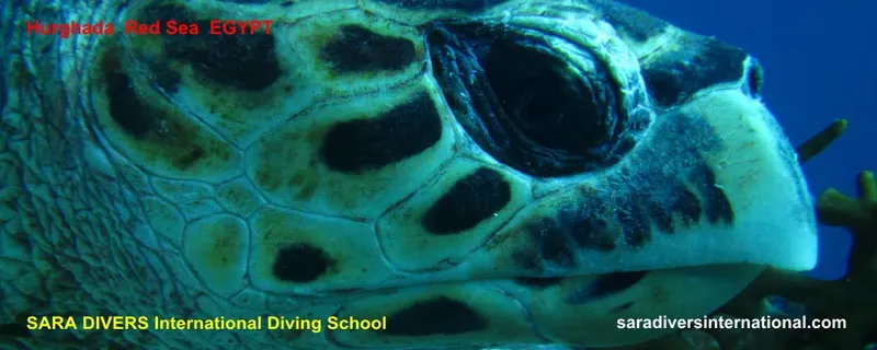 Tortue marine nageant dans la mer Rouge, gros plan sur sa tête