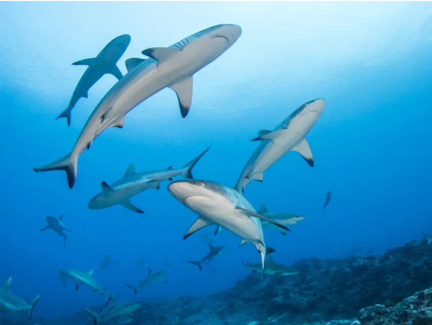 Banc de requins de récif pointus nageant dans l'eau bleue