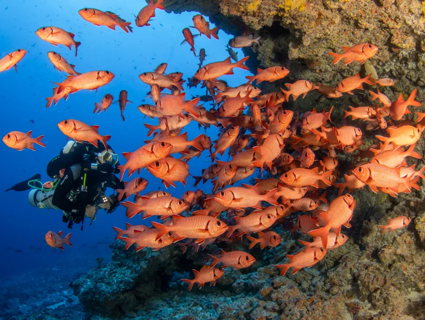 Plongeur entouré d'un banc de poissons rouges sur un récif corallien