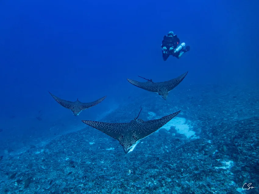 Trois raies manta évoluent avec un plongeur en eau bleue