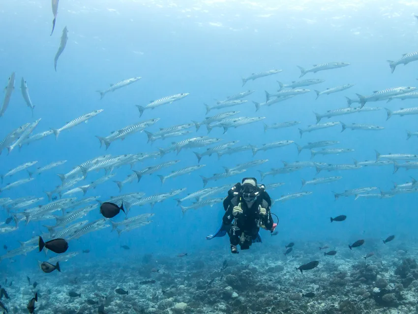 Plongeur au milieu d'un banc de carangues en mer bleue