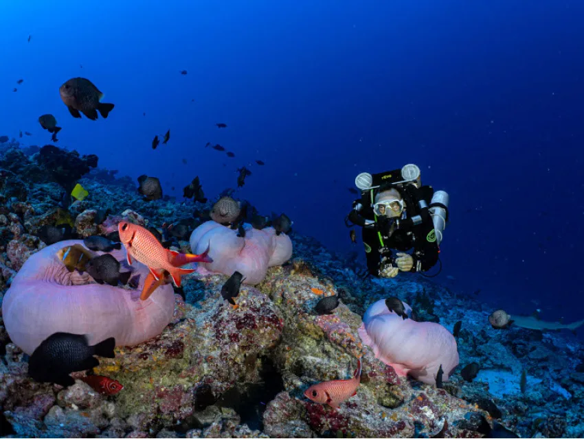 Plongeur observant des gorgones et des poissons colorés sur un récif