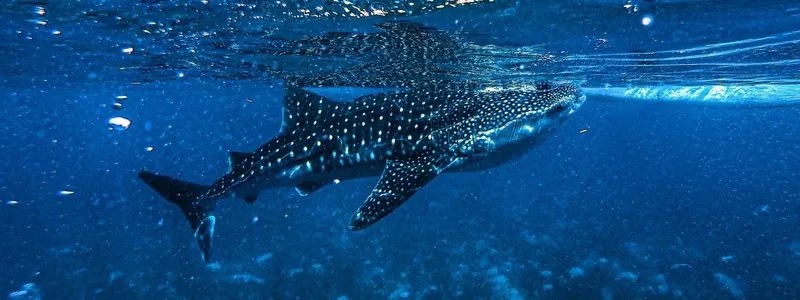 Requin baleine nageant paisiblement dans une eau bleue et limpide