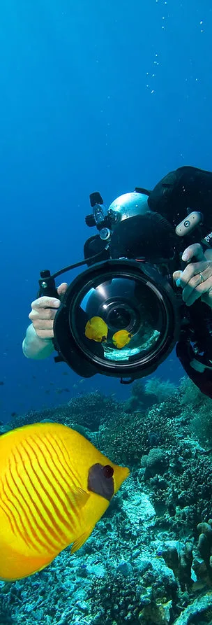 Plongeur photographiant un poisson papillon jaune sur un récoral