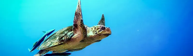 Tortue marine nageant paisiblement dans l'eau bleue avec un poisson