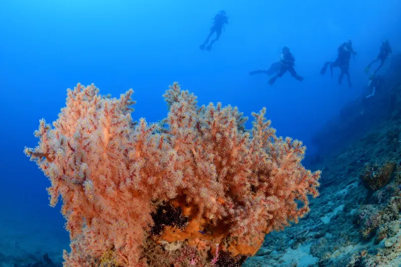 Plongée sous-marine avec corail orange et plusieurs plongeurs en arrière-plan