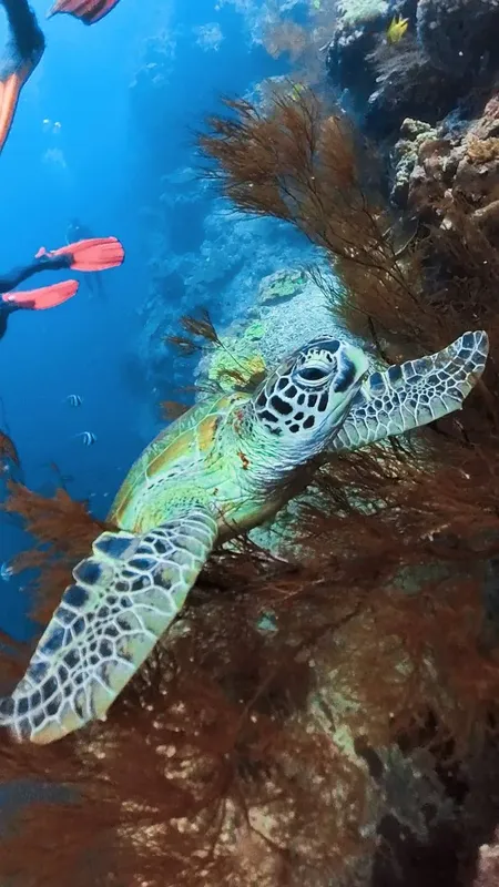 Tortue marine nageant paisiblement au milieu des coraux et des algues