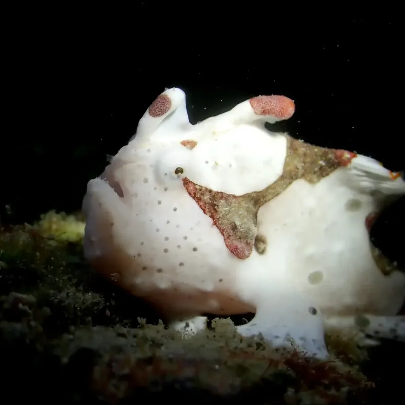 Nudibranche blanche et rose sur fond sombre avec algues vertes
