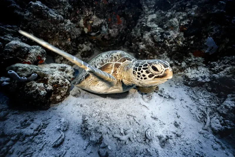 Tortue marine nageant au-dessus d'un fond sablonneux rocheux en milieu marin