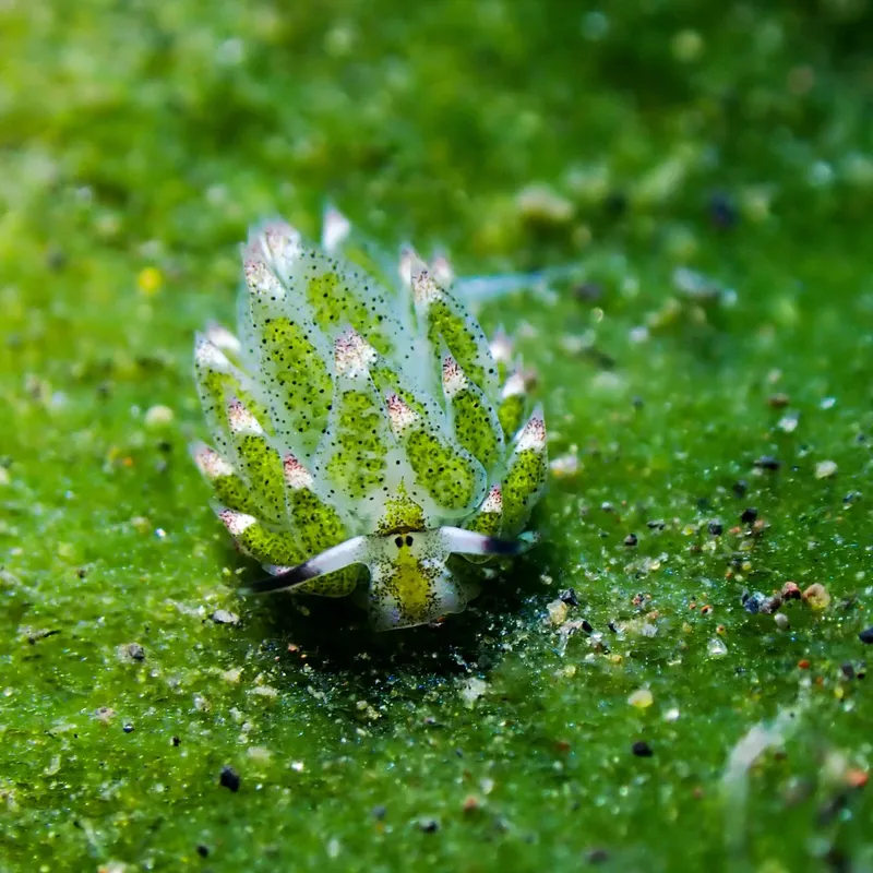 Nudibranche verte et colorée se déplace sur une surface marine
