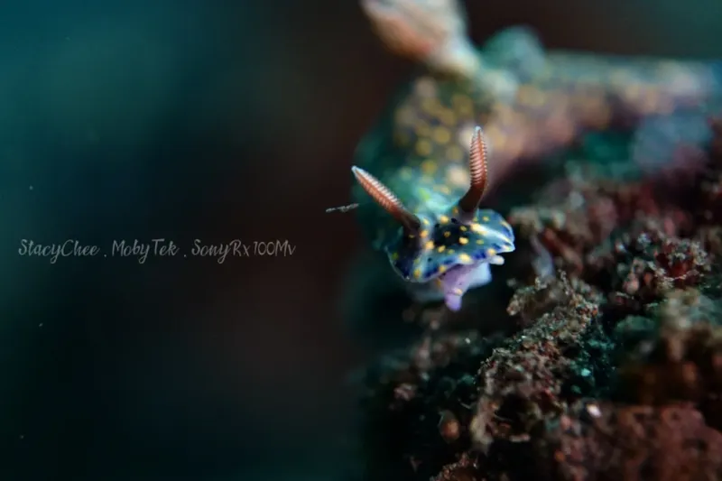 Nudibranche colorée sur un corail, photographie sous-marine détaillée et lumineuse