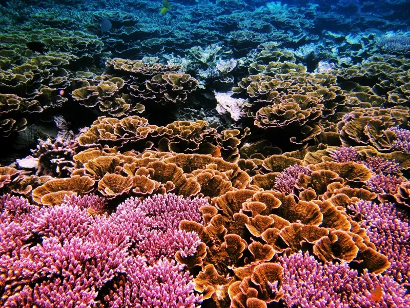 Coraux colorés et poissons tropicaux dans un récif sous-marin