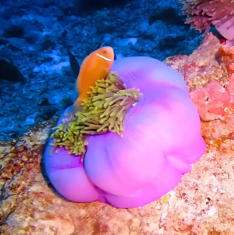 Poisson clown orange se refuge dans une anémone de mer violette