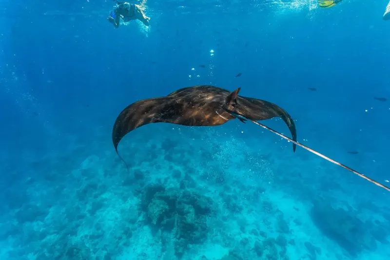 Raie manta nageant en mer avec un plongeur en arrière-plan