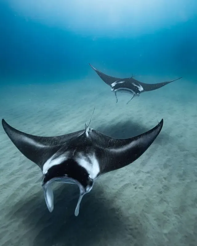 Deux raies manta nagent gracieusement dans une eau claire et turquoise