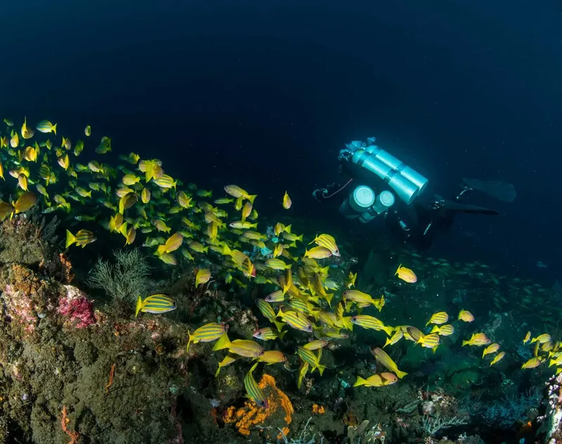 Banc de poissons jaunes et plongeur explorant un récifal corallien