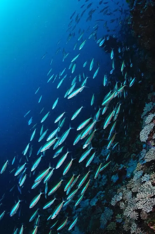 Banc de poissons argentés nageant près d'un récifal corallien bleu
