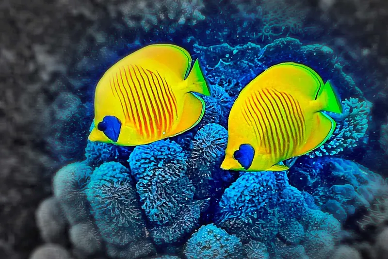 Deux poissons papillons jaunes et bleus nagent près du corail