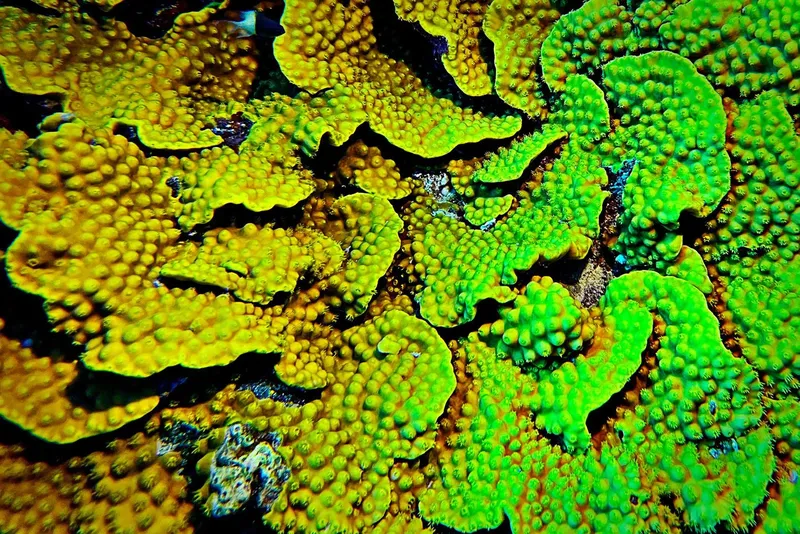 Coraux colorés jaune et vert, texture détaillée, fond marin sombre