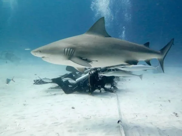 Un requin de récif nage au-dessus d'un plongeur sur le fond marin