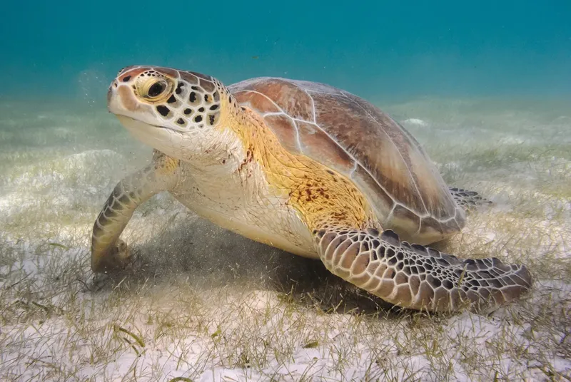 Tortue marine nageant gracieusement au-dessus d'un fond sablonneux et herbeux
