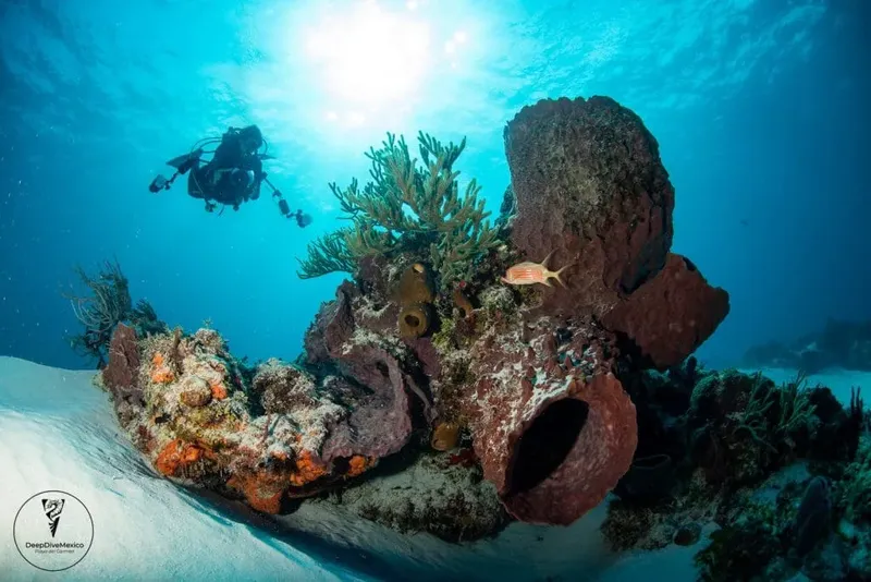 Plongeur explorant un récif corallien avec des éponges et un poisson