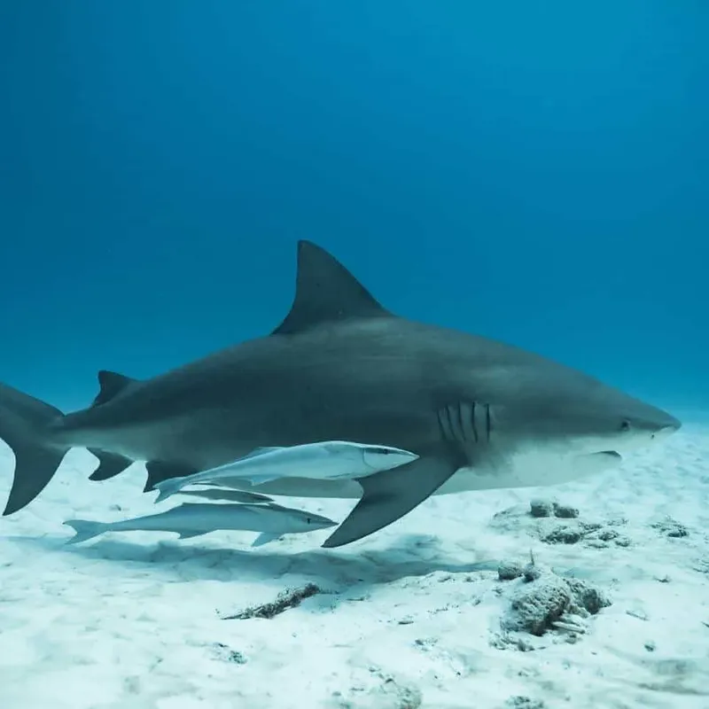 Requin nageant au-dessus d'un fond sablonneux clair en milieu marin