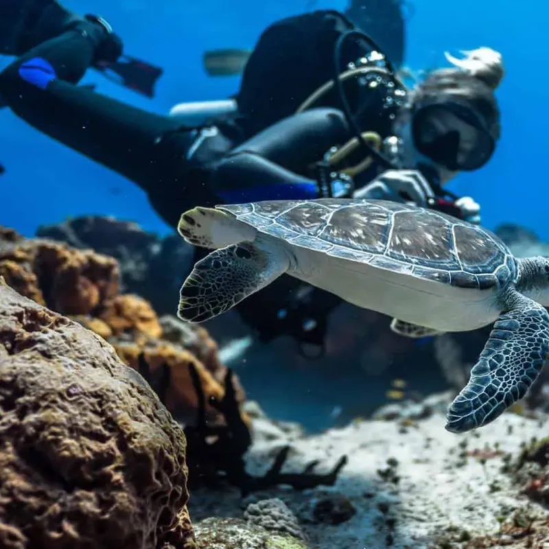 Tortue marine nageant près d'un récif corallien avec un plongeur en arrière-plan