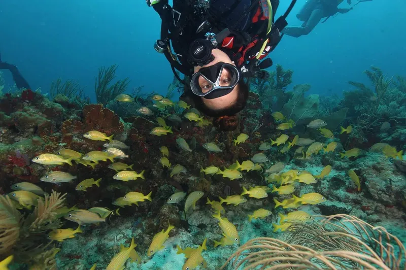 Plongeur observant un banc de poissons au milieu d'un récif corallien