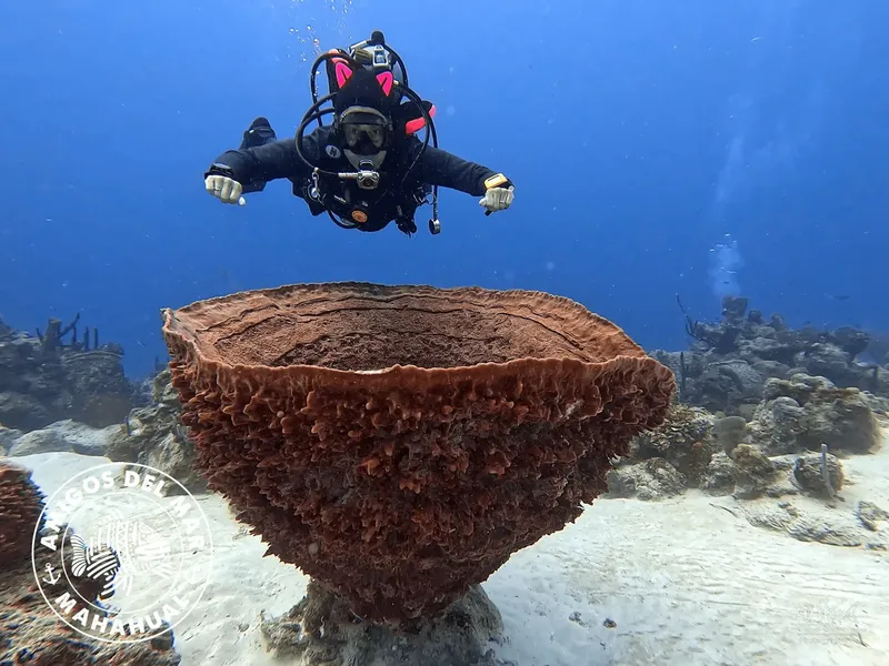 Plongeur explore un récif corallien avec une grande éponge marine