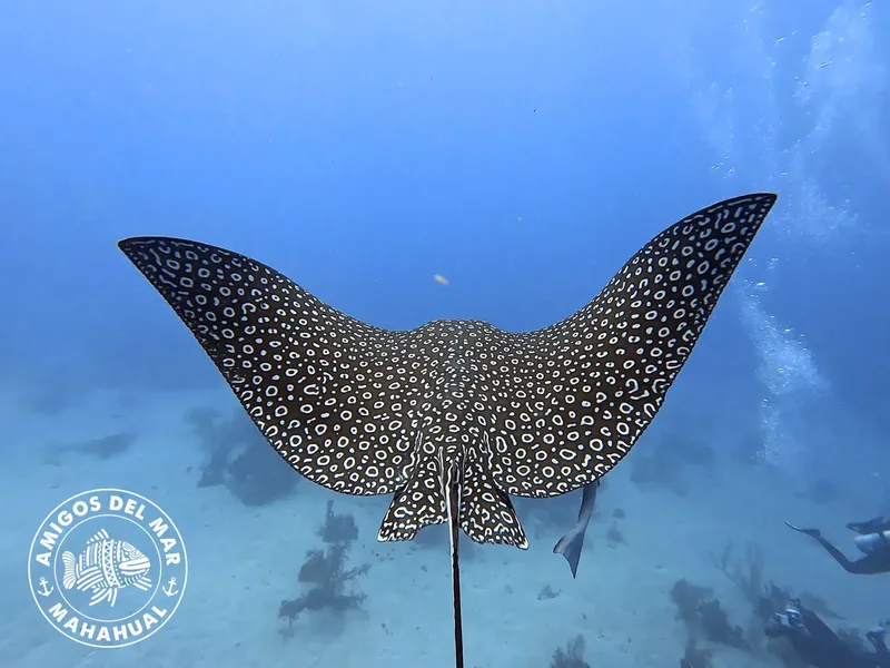 Raie manta tachetée nageant en pleine eau bleue, vue sous-marine