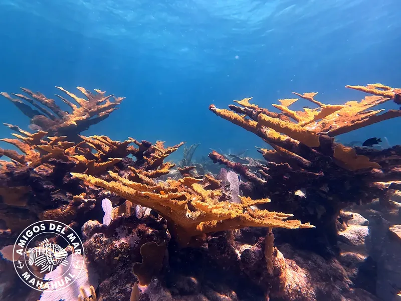 Coraux orange et formations rocheuses sous la surface de l'eau