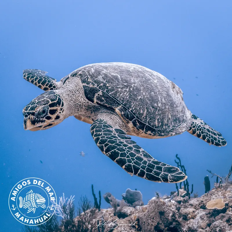 Tortue marine nageant gracieusement dans l'eau bleue au-dessus d'un récif corallien