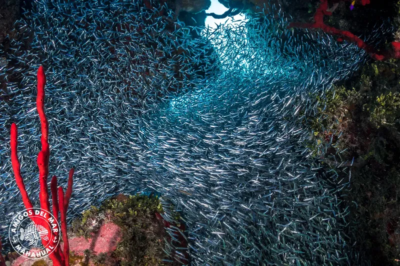 Banc de poissons argentés sous la surface, coraux rouges et lumière