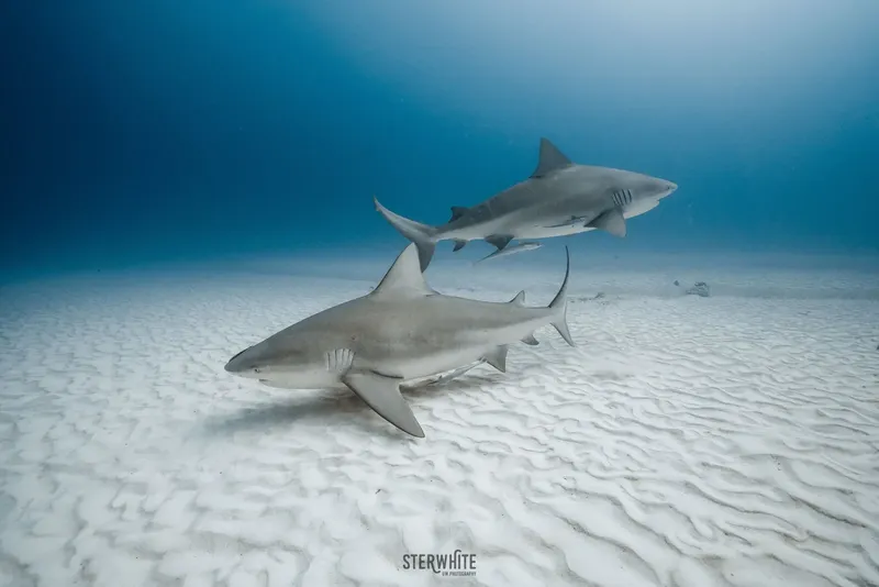Deux requins de récif nagent au-dessus d'un fond sablonneux clair