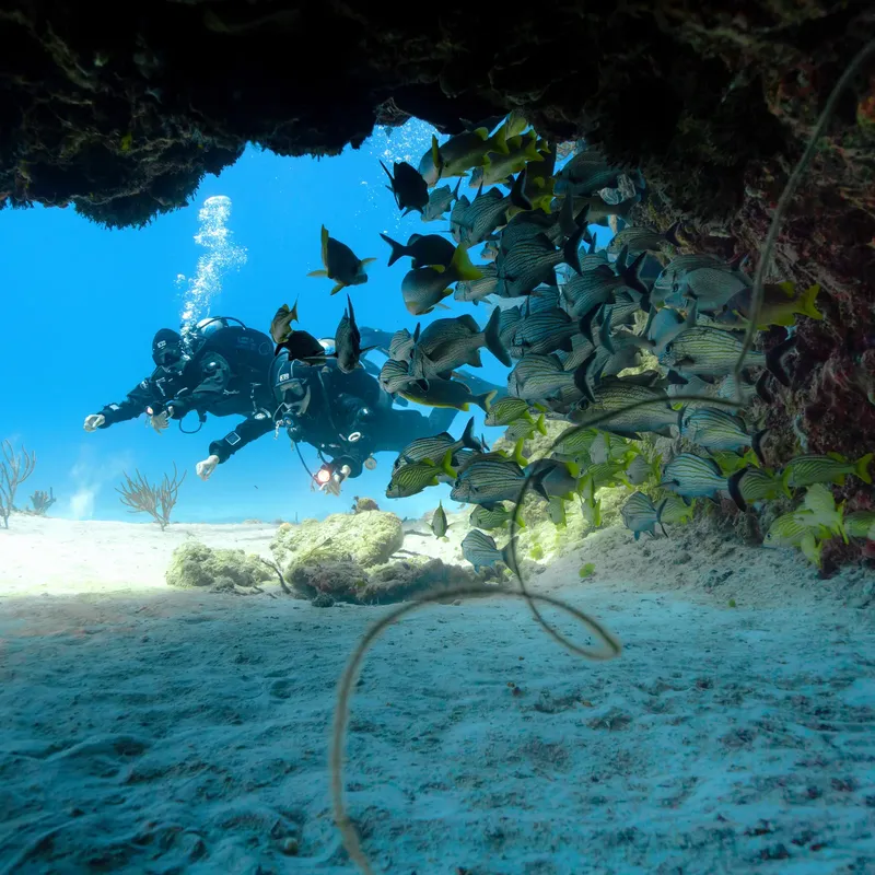 Plongeurs explorent un récif corallien entourés d'un banc de poissons tropicaux