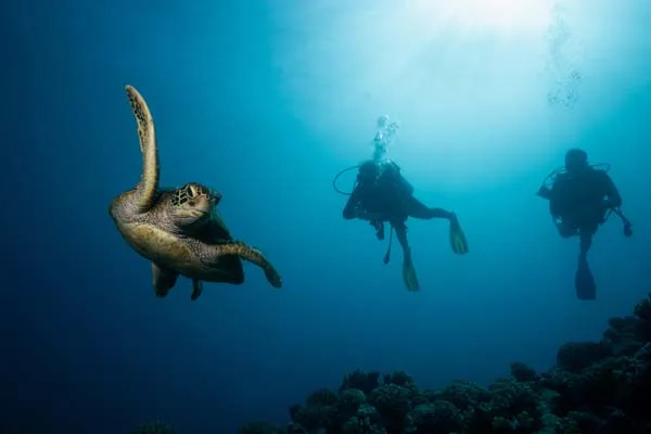 Tortue marine nageant avec deux plongeurs dans un récif corallien
