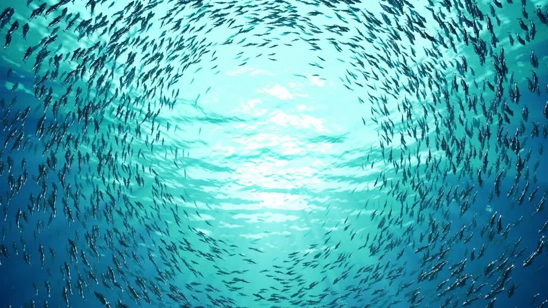 Banc de petits poissons argentés nageant en formation sous l'eau