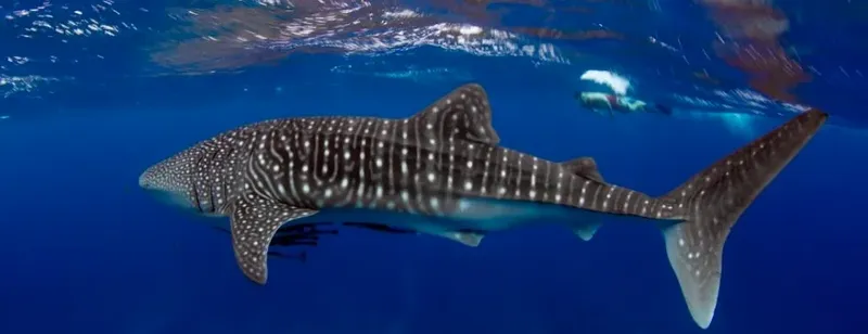 Requin baleine nageant dans l'eau bleue avec des plongeurs